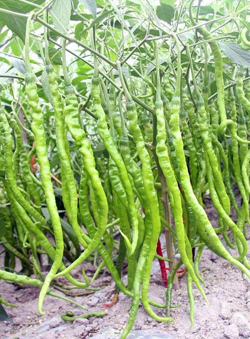 川椒種業(yè) 水分對(duì)辣椒種子生育的影響