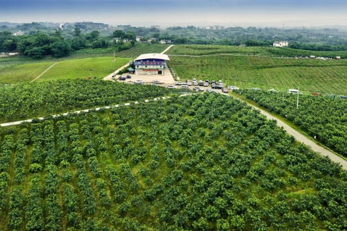 江津區(qū)：打造全國(guó)重要花椒集散地與交易中心，夯實(shí)種業(yè)根基